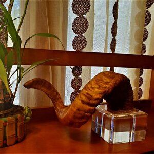 Antique Mounted Ram Horn with Acrylic base Man Cave Taxidermy